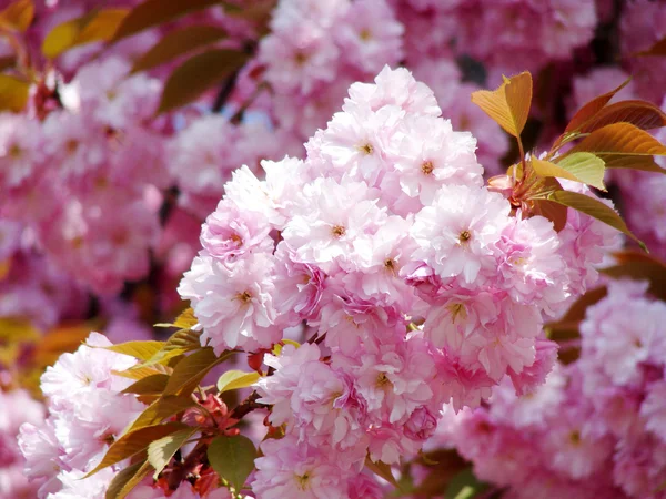 सुंदर वसंत ऋतु फुले — स्टॉक फोटो, इमेज