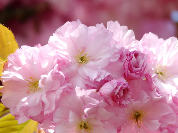 美丽的春花 — 图库照片