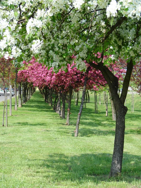 Belas árvores de primavera — Fotografia de Stock