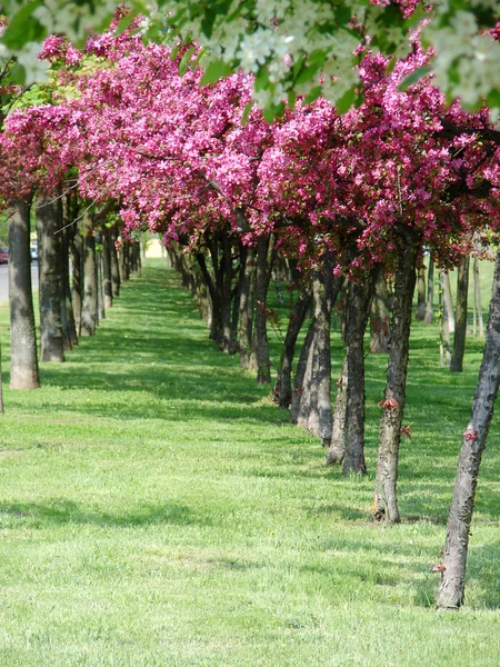 Прекрасные весенние деревья — стоковое фото