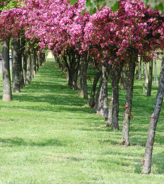Hermosos árboles de primavera — Foto de Stock