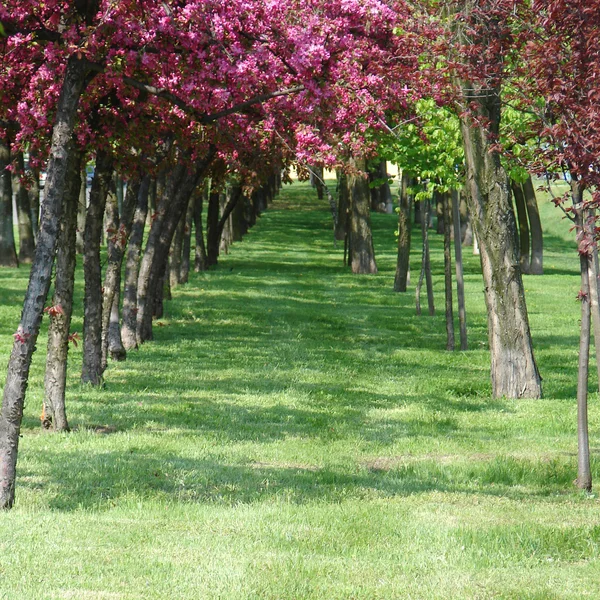 Prachtige lente bomen — Stockfoto