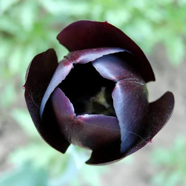 Black tulip — Stock Photo, Image