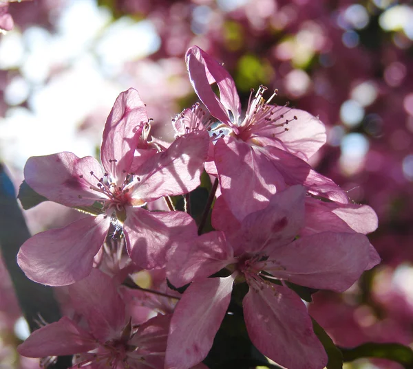 Primer Plano Hermosas Flores Rosadas Primavera —  Fotos de Stock