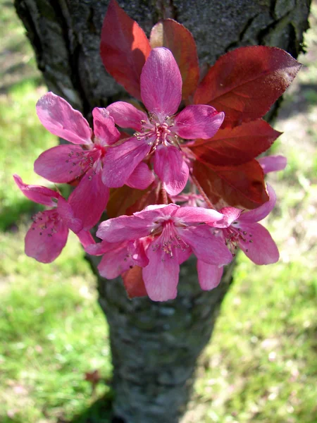 Bunga musim semi yang indah — Stok Foto