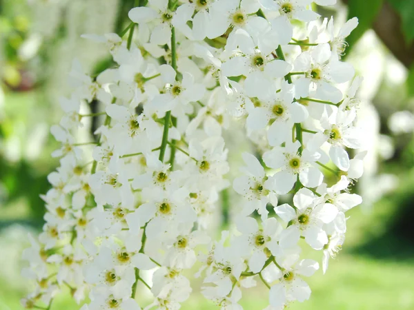 Beautiful spring flowers — Stock Photo, Image