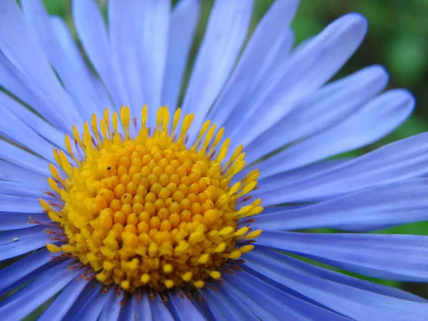 Flor azul primer plano —  Fotos de Stock