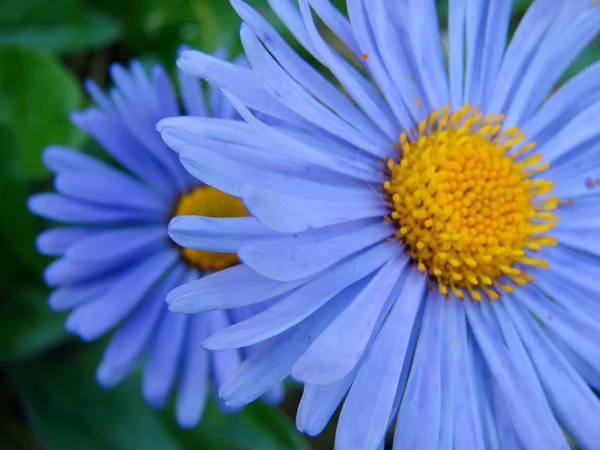 Blue flowers, close up — Stock Photo, Image