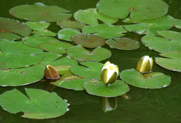 Lotusblume im friedlichen Teich — Stockfoto