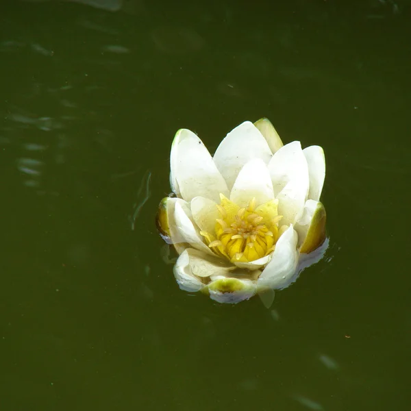 Flor de lótus na lagoa pacífica — Fotografia de Stock