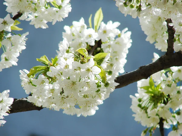 Gyönyörű Fehér Tavaszi Virágok — Stock Fotó