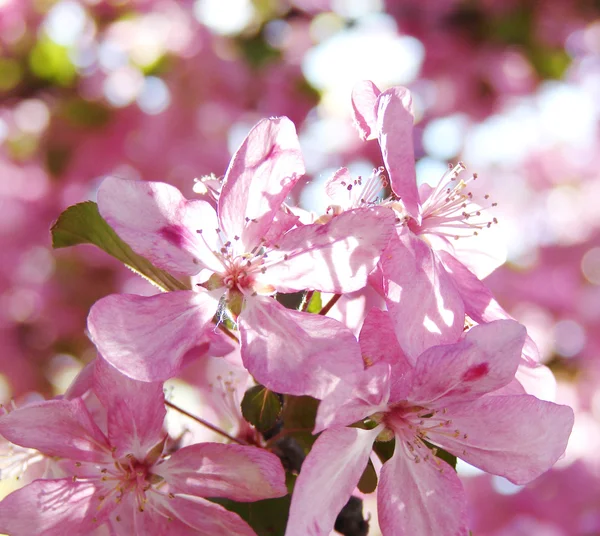 Bunga musim semi yang indah — Stok Foto