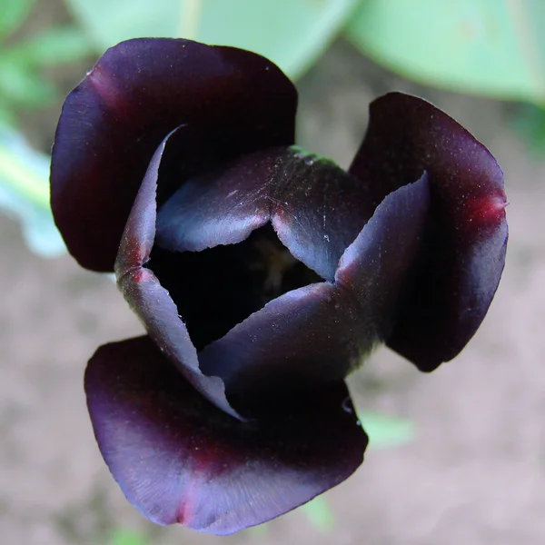 Zwarte Tulp — Stockfoto