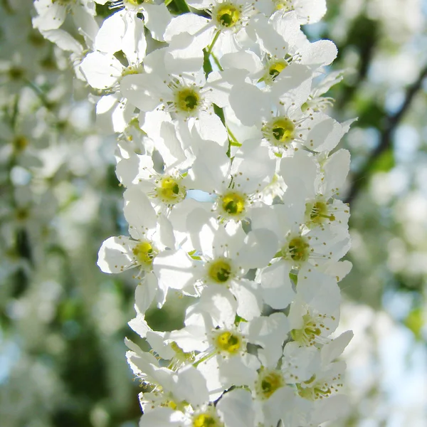 Крупный План Красивых Белых Весенних Цветов — стоковое фото