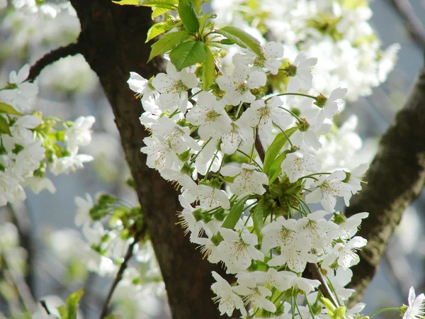 Прекрасные Белые Цветы Весной — стоковое фото