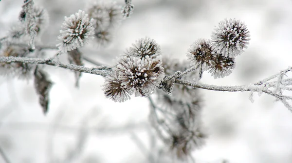Inverno frio — Fotografia de Stock