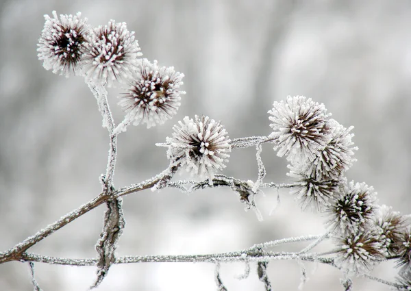 Zimą zimno — Zdjęcie stockowe