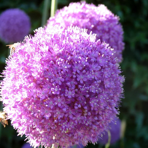Flor púrpura — Foto de Stock