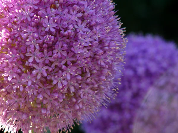Fioletowy kwiat — Zdjęcie stockowe