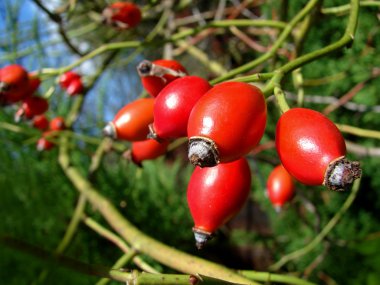 Rose HIPS