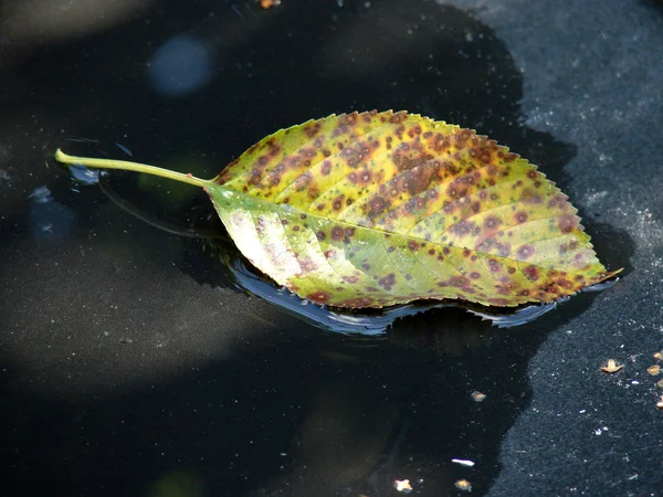 Su yüzeyi sonbahar yaprak — Stok fotoğraf