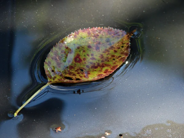 Jesień liść na powierzchni wody — Zdjęcie stockowe