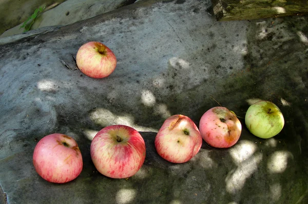 Manzanas orgánicas saludables en el jardín — Foto de Stock