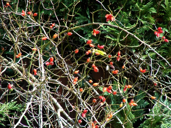 Καρπών της αγριοτριανταφυλλιάς το φθινόπωρο — Φωτογραφία Αρχείου