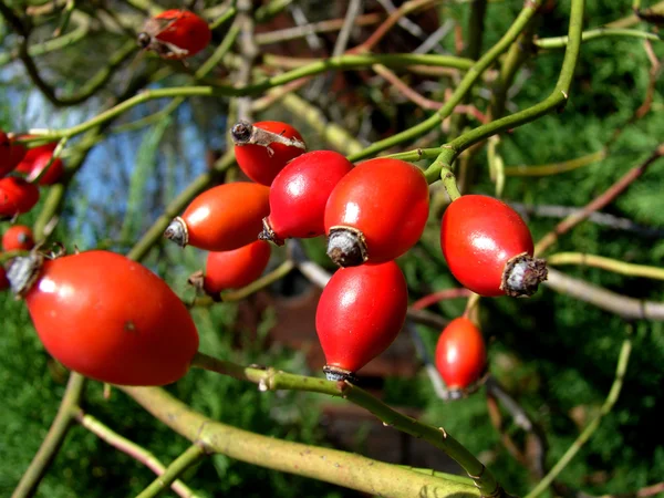 Red Rose Hips — Stock Photo, Image