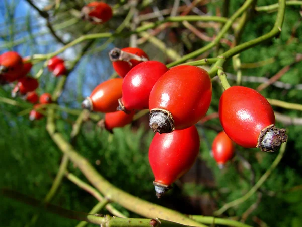 Stock image Rose hips