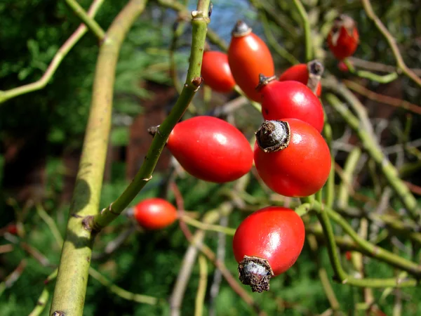 stock image Rose hips