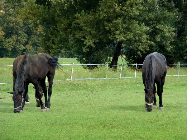 Paarden grazen — Stockfoto