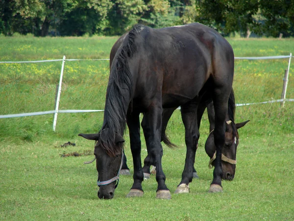 Koně, pastva — Stock fotografie
