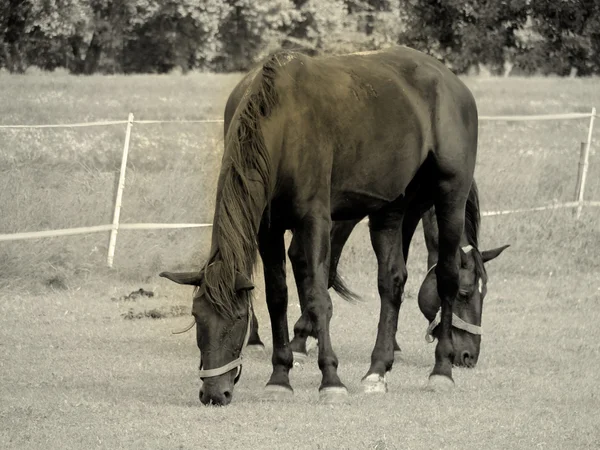 Cavalli al pascolo — Foto Stock