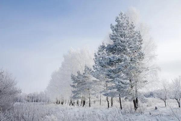 俄罗斯寒冷的冬天 图库图片