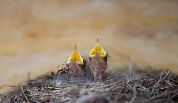 stock image Baby birds in a nest.