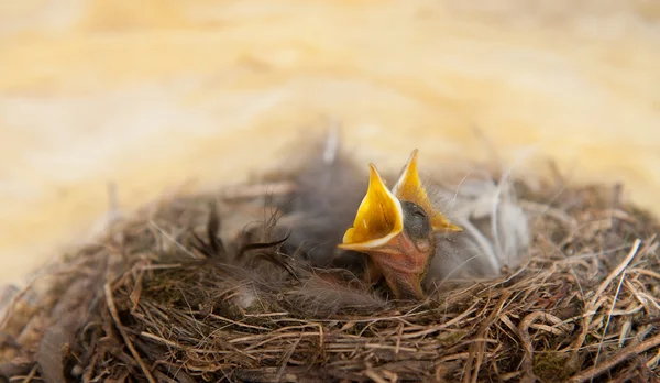 Pássaros bebés em um ninho . Fotos De Bancos De Imagens