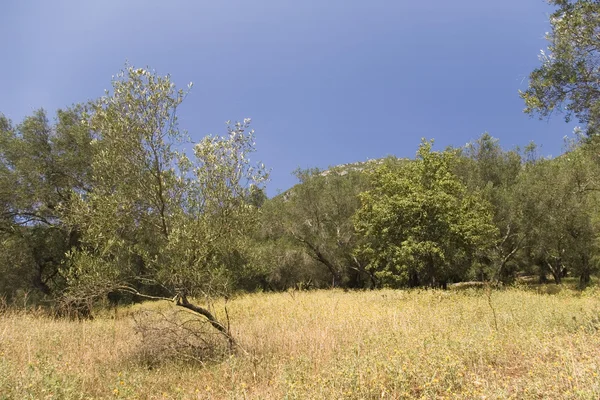 Молодое оливковое дерево — стоковое фото
