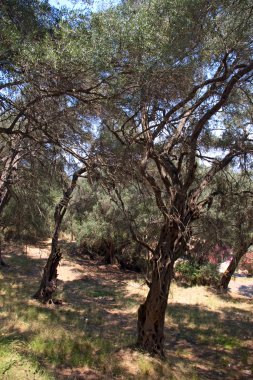 Zeytin Bahçesizafer yeşil yol levhası