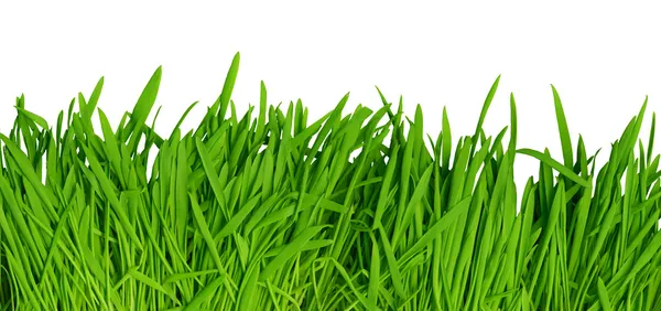 Green grass background, high resolution — Stock Photo, Image