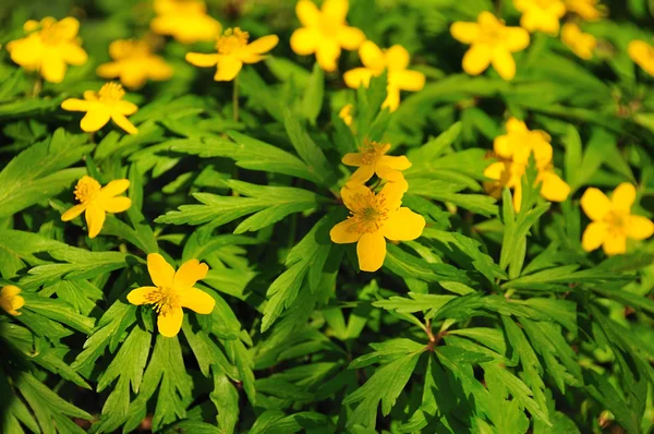 Žlutá jarní květiny — Stock fotografie