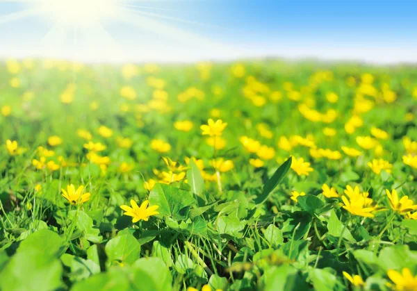 Field of early spring flowers — Stock Photo, Image
