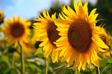 Sunflowers field clipart