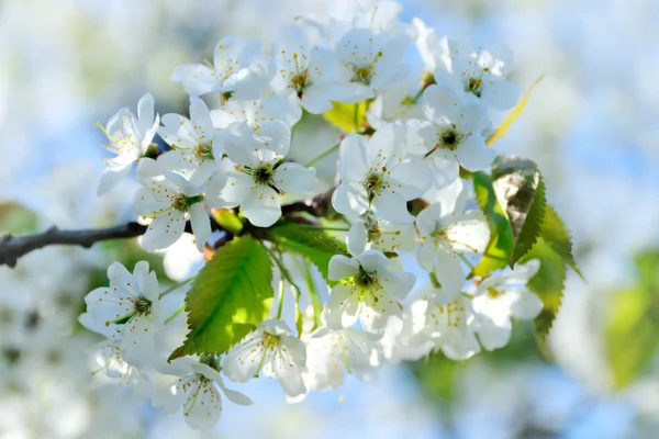 Třešňové květy — Stock fotografie