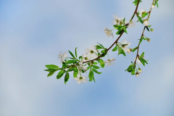 Spring blooming tree branches — Stock Photo, Image