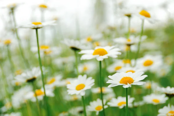 Stock image Daisy flowers in the field