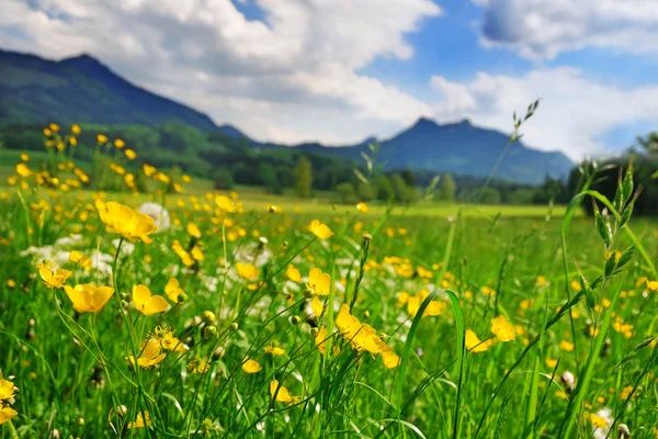 Çim ve Alpin çayır çiçekler — Stok fotoğraf