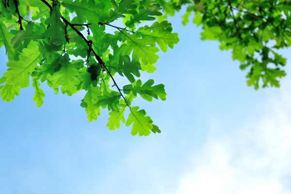 Zelené dubové listy — Stock fotografie