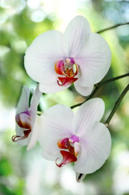 Orchids clipart