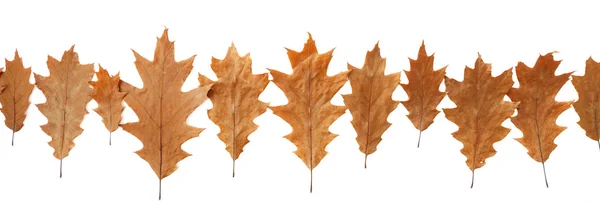 Oak leaves header — Stock Photo, Image